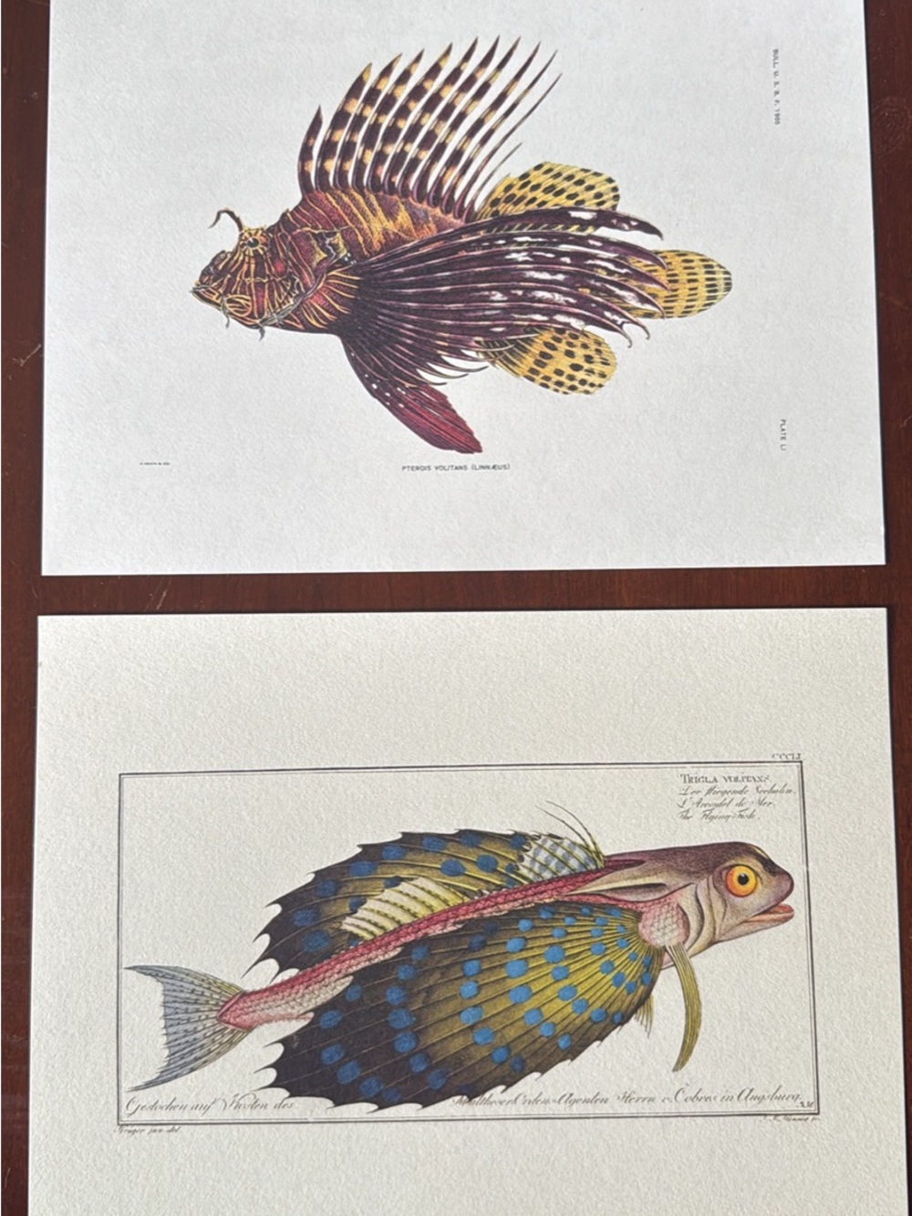 Set of Natural History zoology Fish Prints